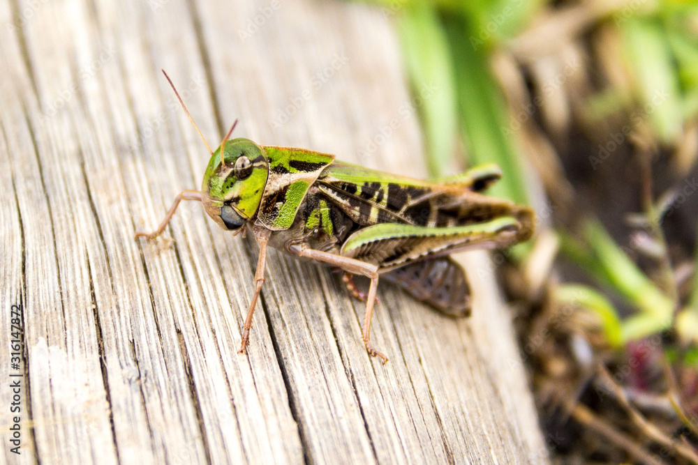 Close up of a green-brown grasshopper sitting on a piece of wood, Drakensberg, South Africa Close up of a green-brown grasshopper sitting on a piece of wood, Drakensberg, South Africa