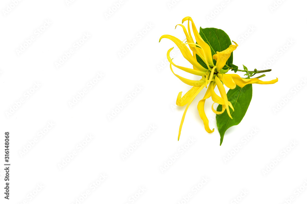 Ylang Ylang flower isolated on white