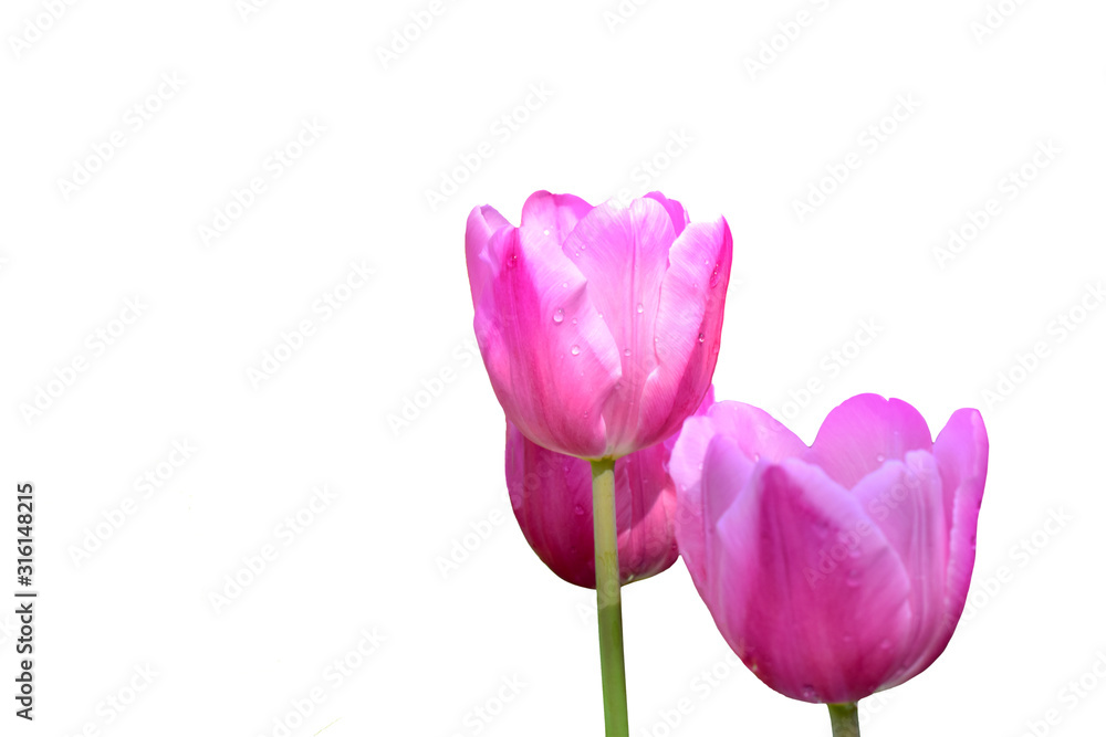 Beautiful pink tulip flowers isolated on white Beautiful pink tulip flowers isolated on white