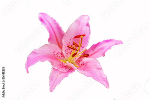Beautiful pink flowers isolated on white