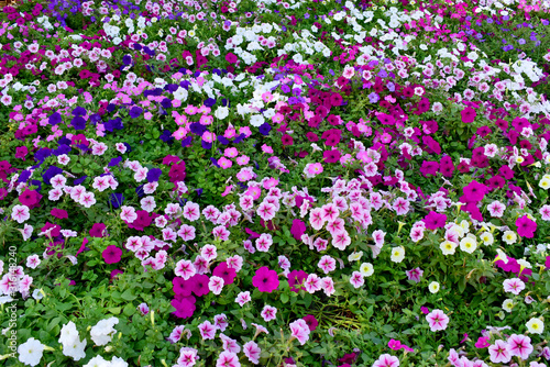 Closeup beautiful petunia flowers in the garden