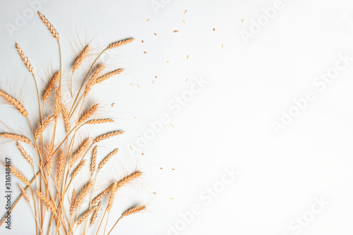 Golden wheat and rye ears, dry yellow cereals spikelets on light blue background, closeup, copy space photo