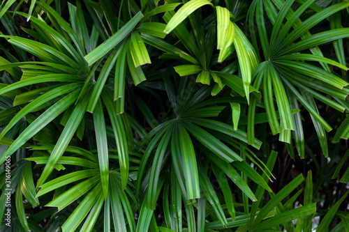 Green palm tree leaves background.