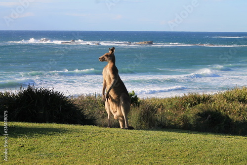 Kangaroo in the wild by the sea