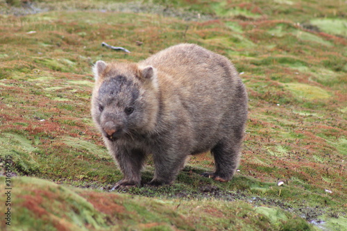 Wombat in the wild in Australia