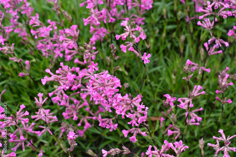 Sticky catchfly