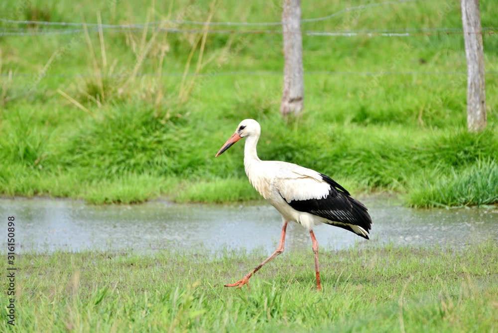 Fototapeta premium white stork on green grass
