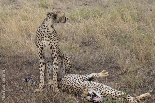 Cheetah and roaring cheetah