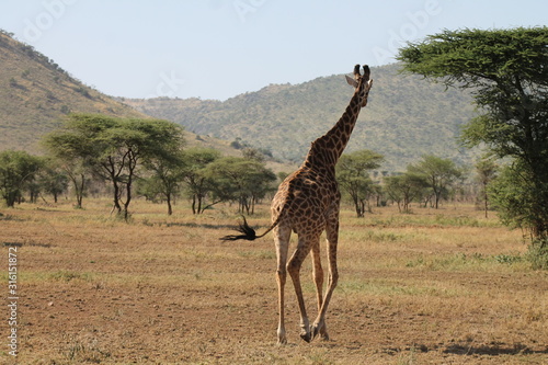 Giraffe in the wild in Africa