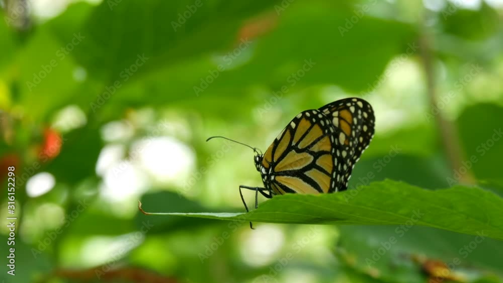 Beautiful tropical butterfly Siproeta stelenes or malachite sitting on a green leaf on a tree branch on a green background Beautiful tropical butterfly Siproeta stelenes or malachite sitting on a green leaf on a tree branch on a green background