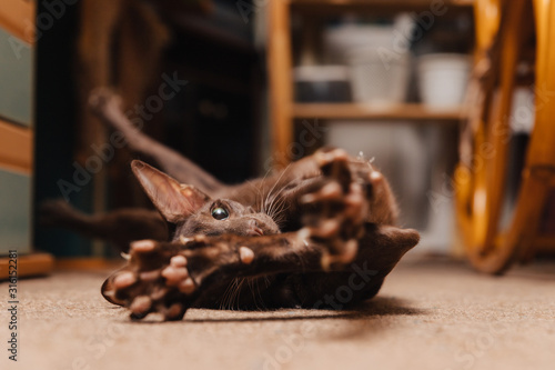 Oriental cat of chocolate color. The kitten lies on the floor and stretched its paws after sleep.