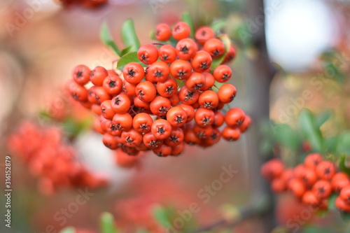 Roter Feuerdorn - Früchte