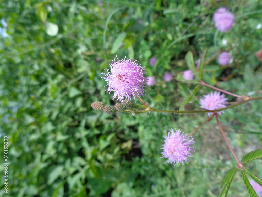 Close up flower of sensitive plant, sleepy plant or the touch-me-not tree (Mimosa pudica) in green leaf. Close up flower of sensitive plant, sleepy plant or the touch-me-not tree (Mimosa pudica) in green leaf.