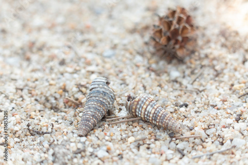 Shells are laid on sand grains at the beach  with wood chips and pine cones on the back.
