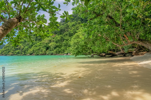 view of many mangrove trees on white sand beach with blue-green sea background, Mai Ngam Beach, Surin island, Mu Ko Surin National Park, Phang Nga, southern of Thailand.