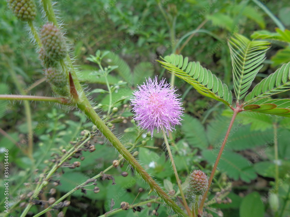 Mimosa pudica, also called sensitive plant, sleepy plant, action plant, touch-me-not, shameplant, zombie plant. Mimosa pudica, also called sensitive plant, sleepy plant, action plant, touch-me-not, shameplant, zombie plant.