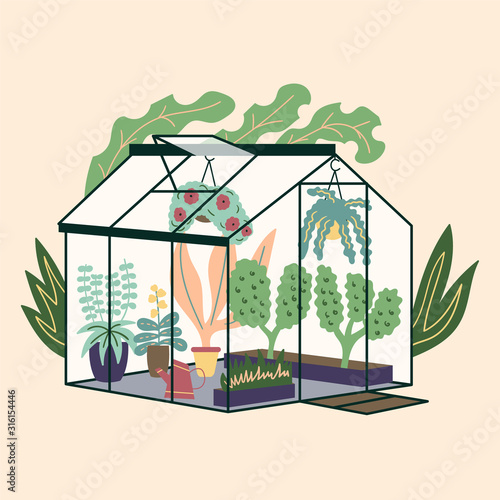 Glass modern greenhouse with garden plants. Garden curly ivy and flower pots. Winter glass garden, house greenhouse with plantation. The room is in green. Gardening on the plot. Vector 