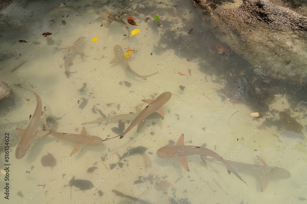 view of many baby shark diving in water, Mai Ngam Beach, Surin island, Mu Ko Surin National Park, Phang Nga, southern of Thailand. Stock Photo | Adobe Stock view of many baby shark diving in water, Mai Ngam Beach, Surin island, Mu Ko Surin National Park, Phang Nga, southern of Thailand. Stock Photo | Adobe Stock