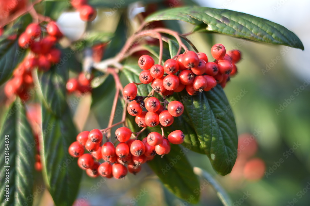Weidenblättrige Felsenmispel (Cotoneaster salicifolius var. floccosus) - rote Beeren Weidenblättrige Felsenmispel (Cotoneaster salicifolius var. floccosus) - rote Beeren