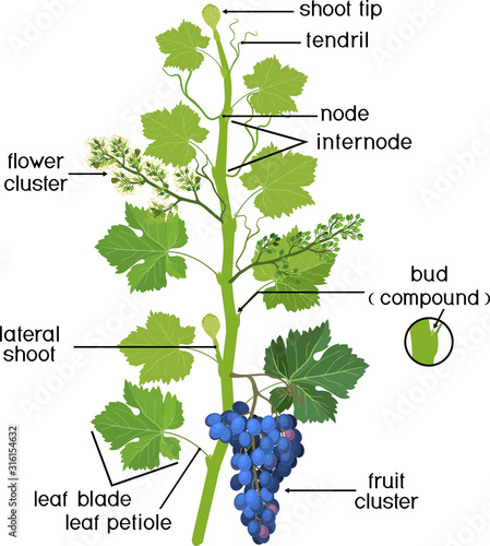 Parts of plant. Morphology of grapevine with green leaves, blue bunch and flowers isolated on white background. Structure of grapevine shoot with titles photo