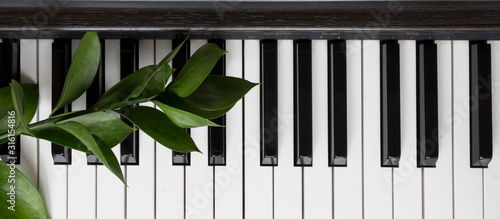 zielen-roslin-na-tle-klawiszy-fortepianu