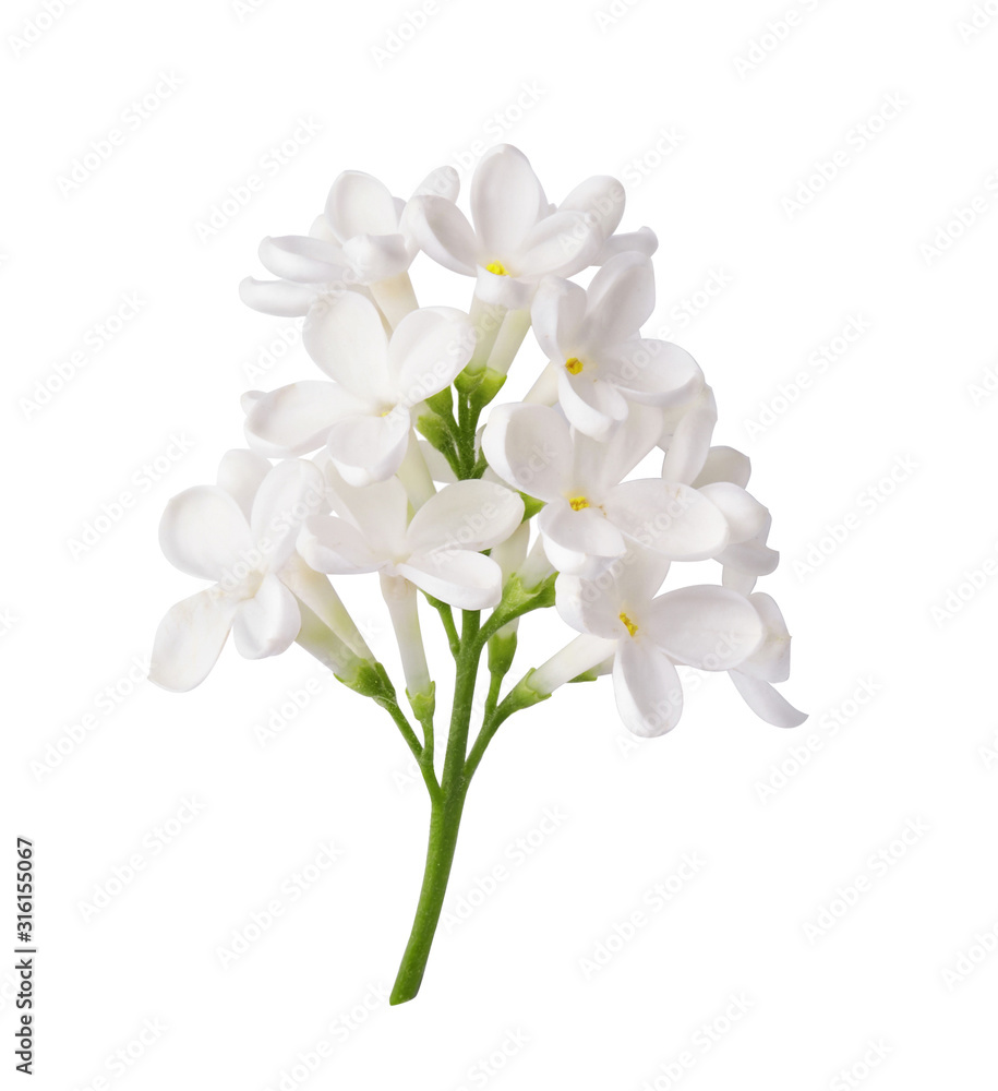 Fototapeta premium Branch of white lilac flowers isolated on white background.