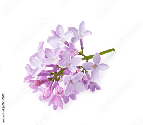 Branch of lilac flowers isolated on white background