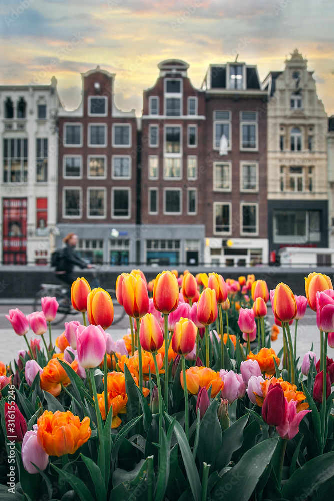 Obraz premium Tulipany Amsterdamu