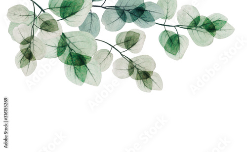  Watercolor eucalyptus leaf  frame. Floristic design elements for floristics. Hand drawn illustration. Greeting card. Floral print. Plant painted background. For postcards, greetings, cards, logo. 
