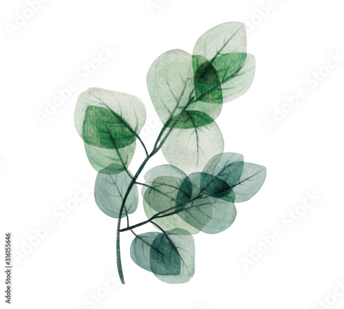  Watercolor eucalyptus leaf branch. Floristic design elements for floristics. Hand drawn illustration. Greeting card. Floral print. Plant painted background. For postcards, greetings, cards, logo. 