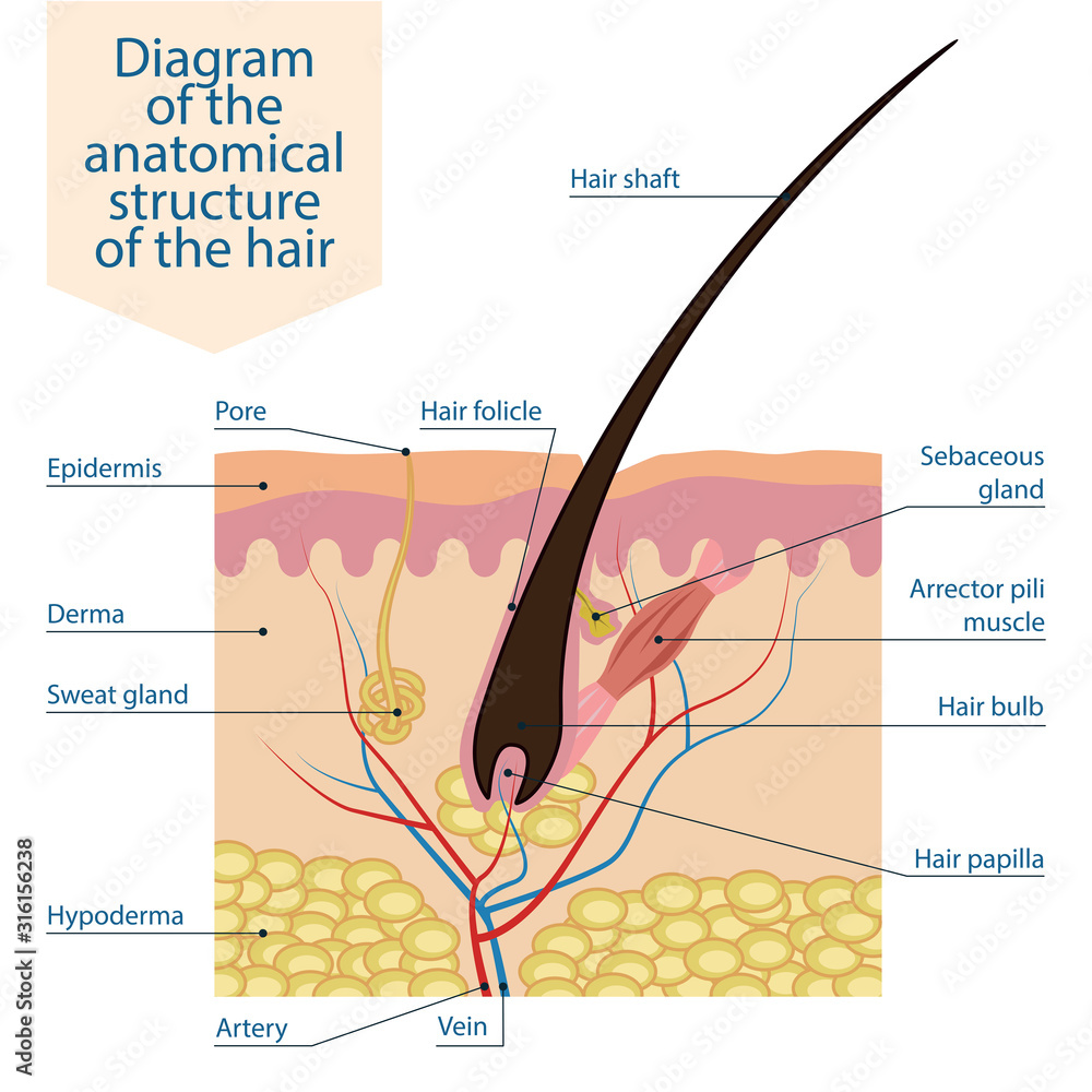 Color scheme of the anatomical structure of the hair. Medical scientific diagram showing the elements of the structure of the skin and hair of the human body. Vector illustration isolated. - obrazy, fototapety, plakaty 