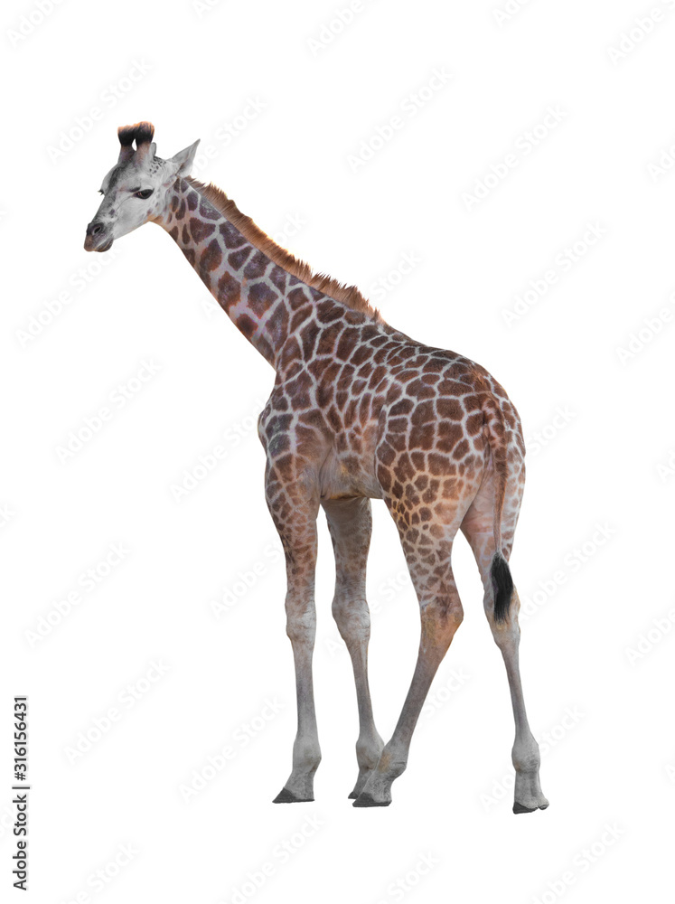 Obraz premium Giraffe isolated on a white background.