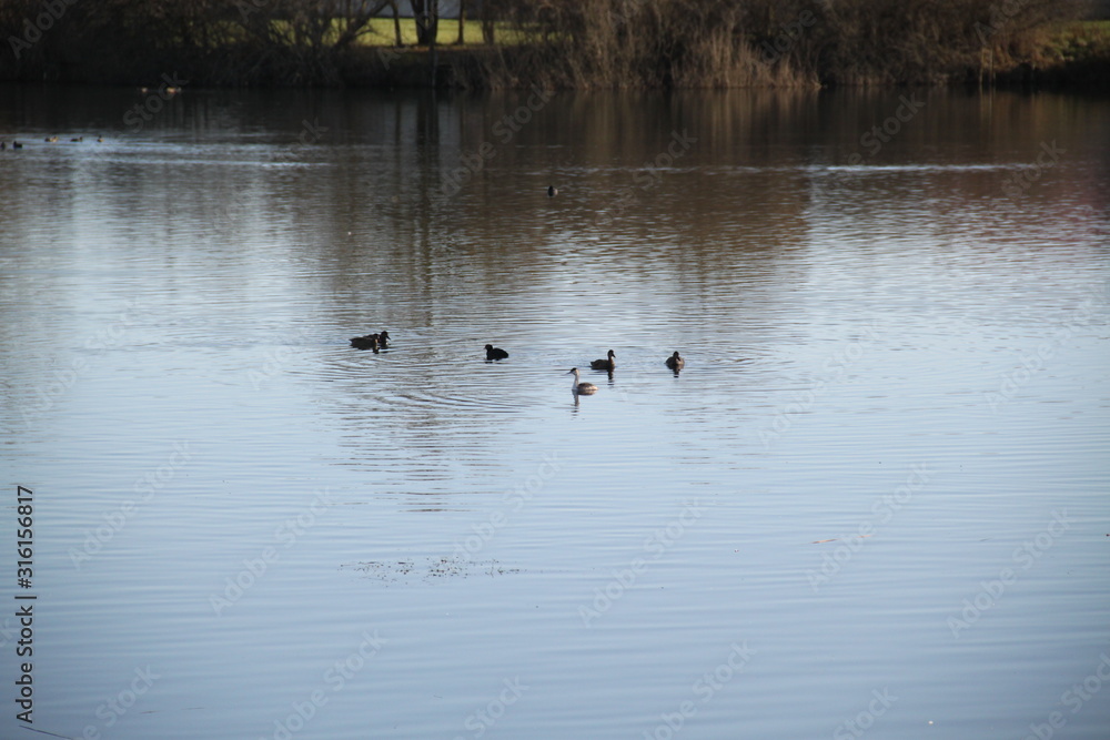 Peaceful landscape with many birds on a lake Peaceful landscape with many birds on a lake