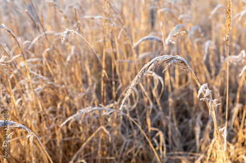 Frost on the grass and reed. Ice crystals close up. Nature Winter Background. Frost day of winter.