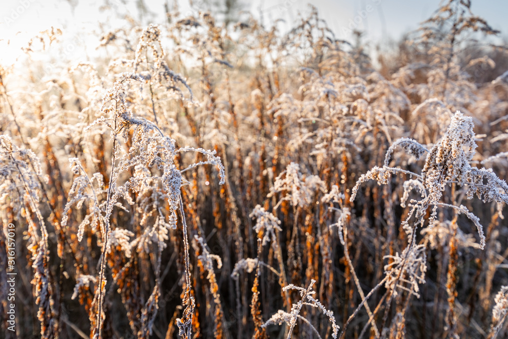 Frost on the grass and reed. Ice crystals close up. Nature Winter Background. Frost day of winter. Frost on the grass and reed. Ice crystals close up. Nature Winter Background. Frost day of winter.