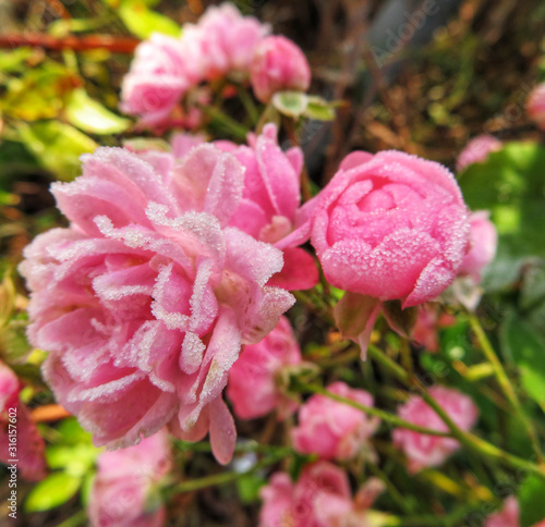 Fototapeta Naklejka Na Ścianę i Meble -  closeup of pink iced rose petals in winter