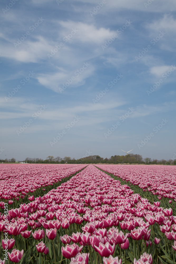 Tulips fields (The Netherlands)