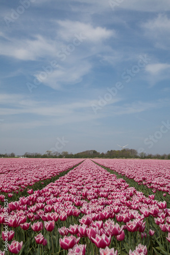 Tulips fields (The Netherlands)