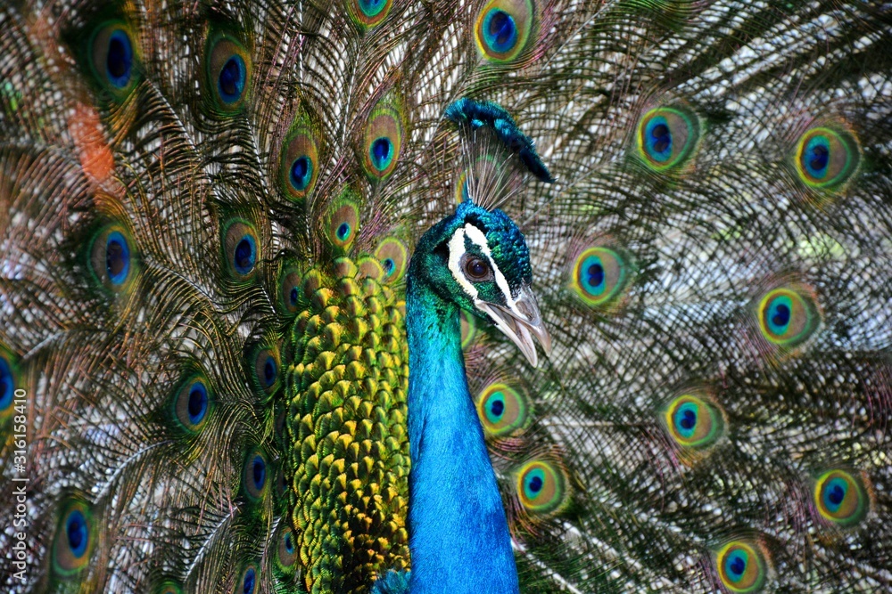 Obraz premium a peacock with feathers out