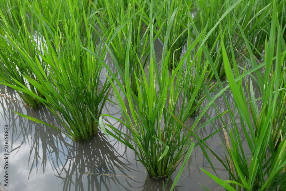 Obraz premium Green terraces rice field in Indonesia