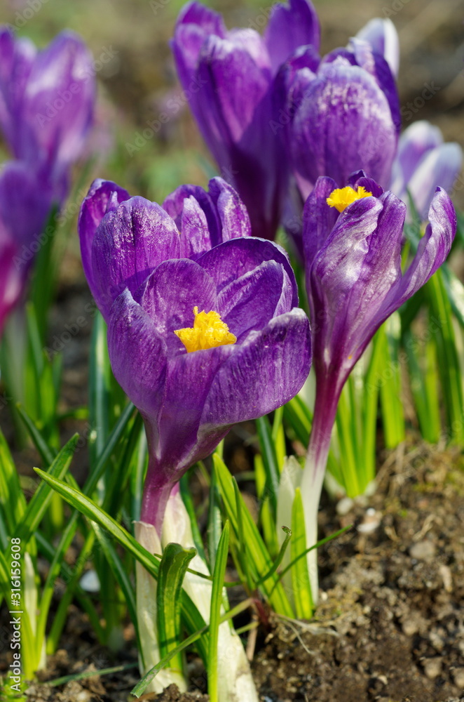 Blooming purple crocuses close up Blooming purple crocuses close up