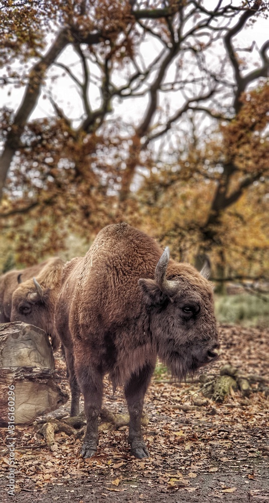 bison in winter bison in winter