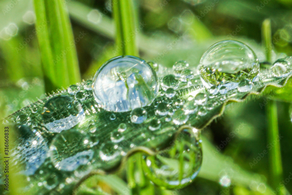 water drops on green leaf water drops on green leaf