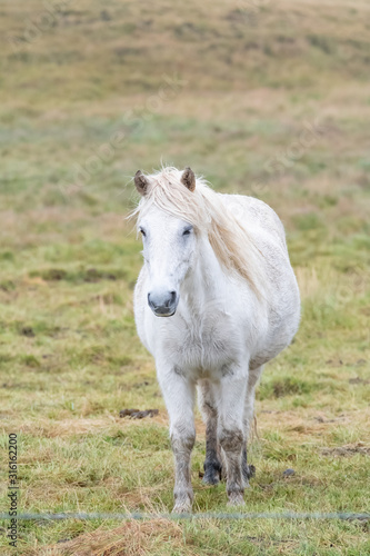 One white horse in a peaceful meadow, Iceland