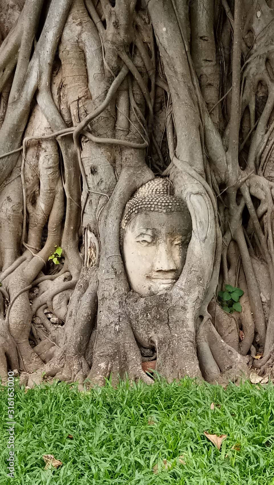 The head of the monk was left until the tree covered