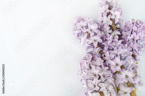 White delicate background for wedding  festive  beauty and care  romantic design with soft flowers  free space for text. Lilac hyacinths close up. Spring flowers for greetings.