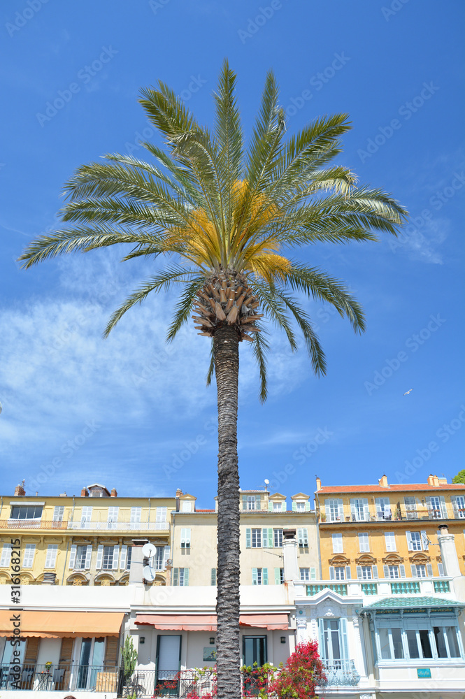 Palm tree and seaside architecture in Nice, France