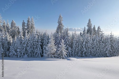 Winter forest covered with snow in mountains.