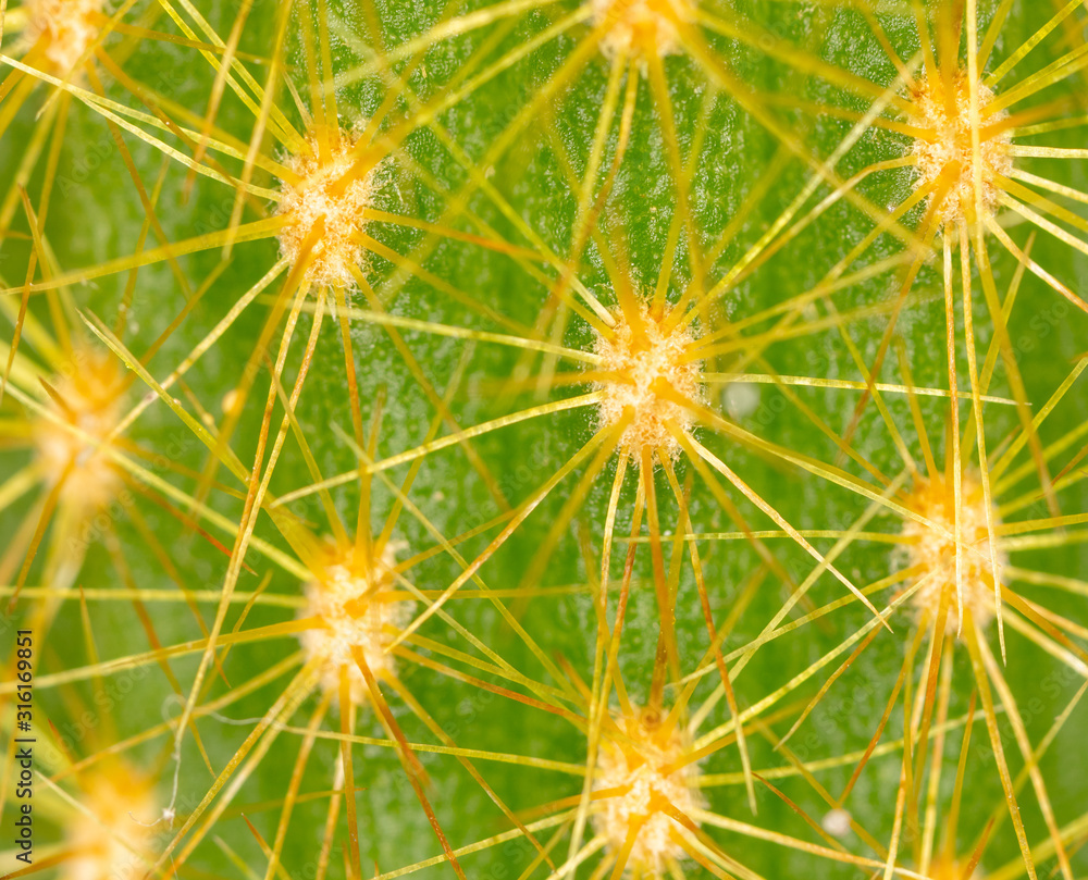 Detail of a cactus as a background Detail of a cactus as a background