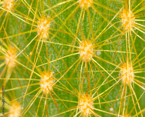 Detail of a cactus as a background